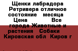 Щенки лабрадора Ретривера отличное состояние 2 месяца › Цена ­ 30 000 - Все города Животные и растения » Собаки   . Кировская обл.,Киров г.